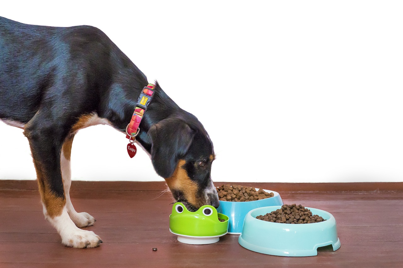 Featured image for “Best Automatic Pet Feeder for Your Furry Home Buddies”