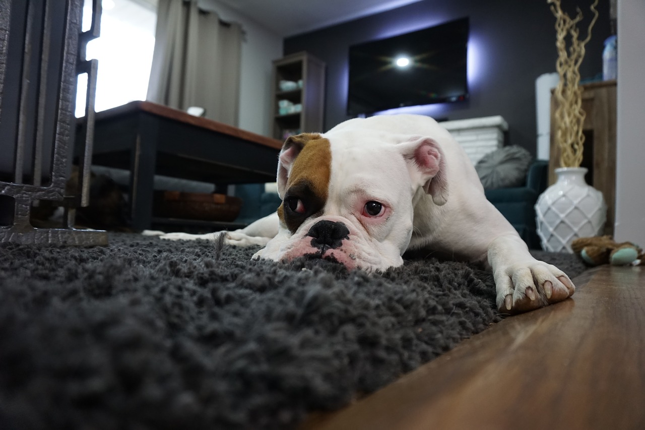 Featured image for “Best Carpet Cleaning Machine for Pet Owners”