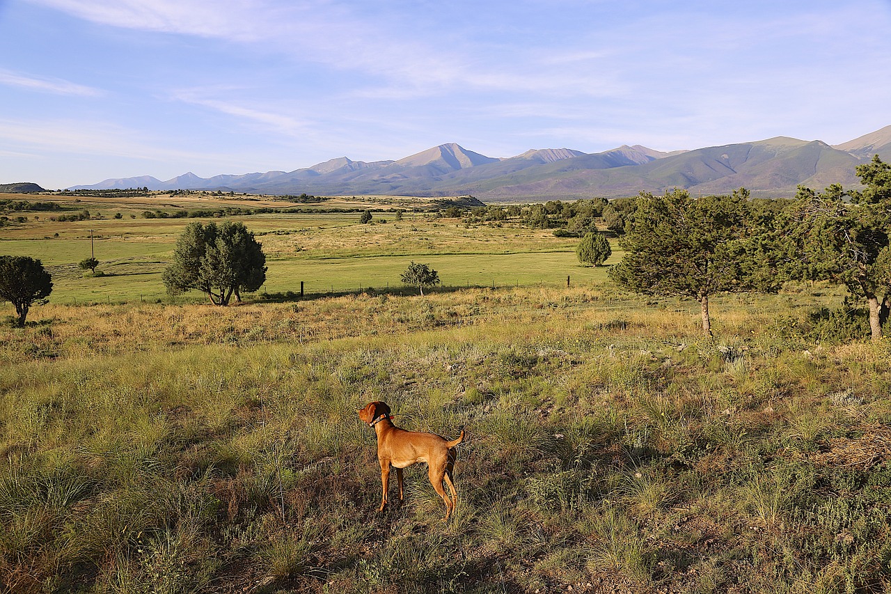 Featured image for “Best Wireless Invisible Fence Systems for Pets”