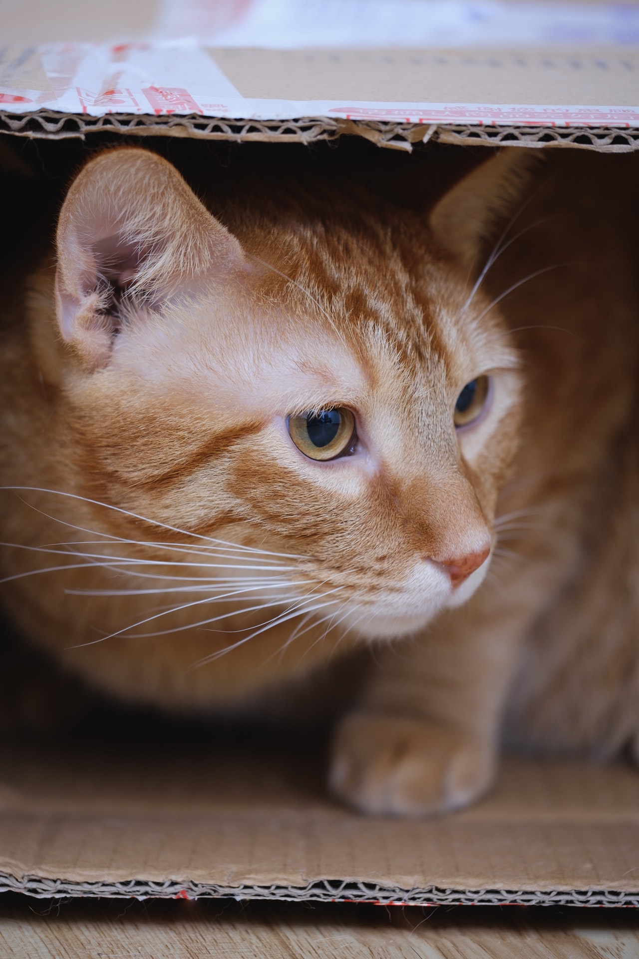 Featured image for “Best Self Cleaning Litter Box for Cat”